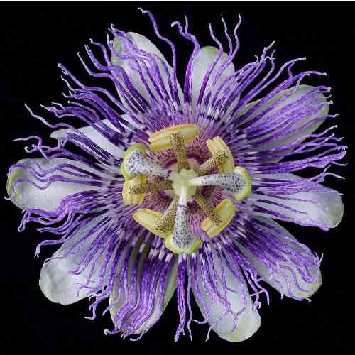 صالح بهمنش از عشق تو بیدارم در شهری که بیمارم